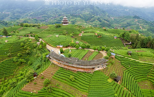 廣西最美的茶園,藏于桂黔湘交界的大山中,空中俯瞰如大地指紋