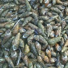 [山坑螺批發(fā)]海南?？谛阌^(qū)山坑螺 20.50元/斤山坑螺 _ 一畝田