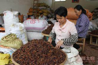 【自主2016跑江湖地?cái)偘私钦{(diào)味八角廣西大紅八角廠家貨源大紅八角】金牛區(qū)新科創(chuàng)達(dá)商貿(mào)部 - 產(chǎn)品庫(kù)