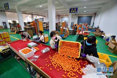 廣西融安:電商復工助桔農(nóng)